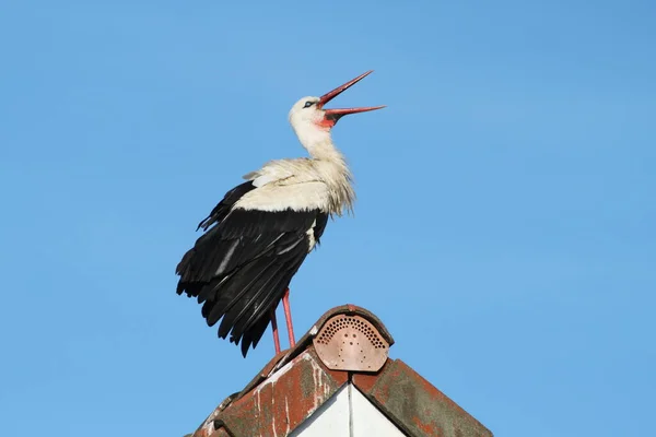 自然の中での白いコウノトリの景観 — ストック写真