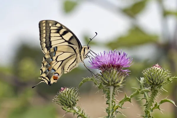 Close Uitzicht Mooie Zwaluwstaart Vlinder — Stockfoto