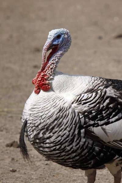 turkey, national park, south africa