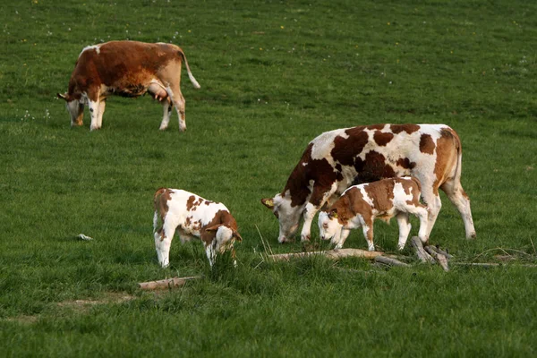 Живописный Вид Милых Домашних Коров — стоковое фото