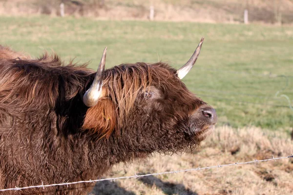 Pecuária Highland Animais Selvagens — Fotografia de Stock