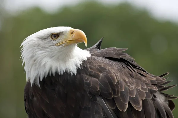scenic view of majestic bald eagle at wild nature