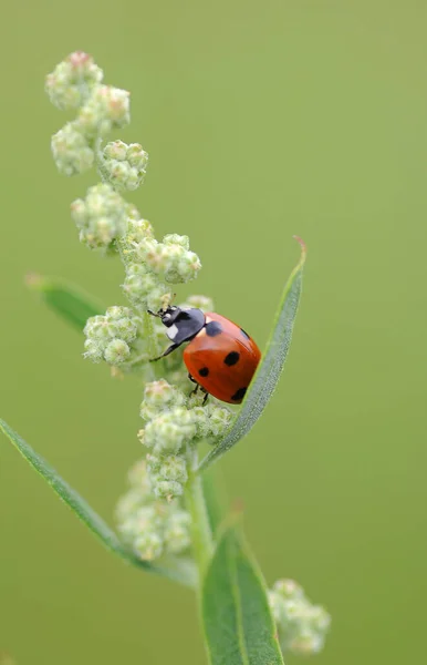 Close Van Een Insect Wilde Natuur — Stockfoto