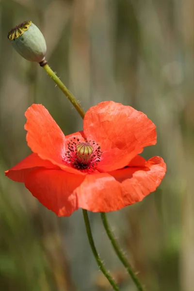 Fleurs Champ Fleurs Pavot — Photo