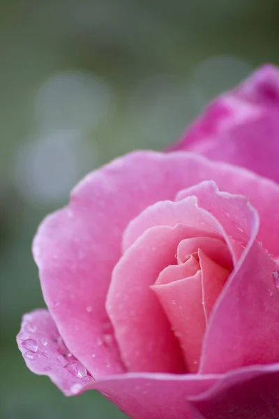 Rose Flowers Petals Flora — Stock Photo, Image