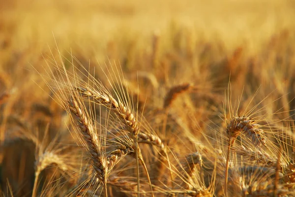 Tarweveld Het Platteland Landbouwgrond — Stockfoto