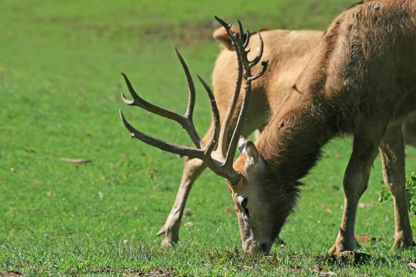 Ciervos Fauna Naturaleza — Foto de Stock