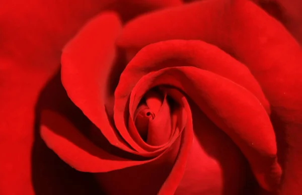 Beleza Pétalas Rosa Vermelha Flora Romântica — Fotografia de Stock