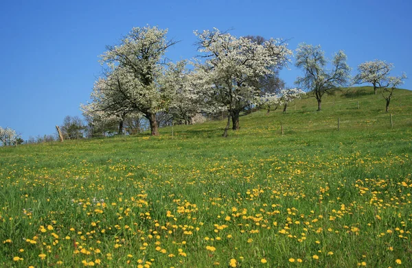 Blühende Frühlingslandschaft Mit Blühenden Bäumen — Stockfoto