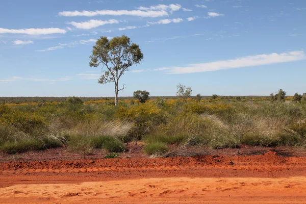 Afrikanische Landschaft Mit Bäumen Der Savanne Kenias — Stockfoto