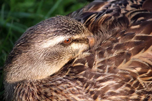 Schilderachtig Uitzicht Van Schattige Wilde Eend Natuur — Stockfoto