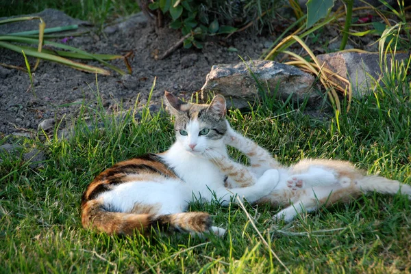 Katzenmutti Gioca Con Gattini — Foto Stock