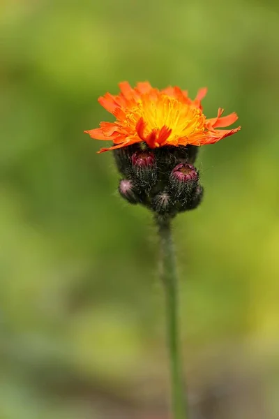 Narancs Vörös Sólyom Hieracium Aurantiacum — Stock Fotó