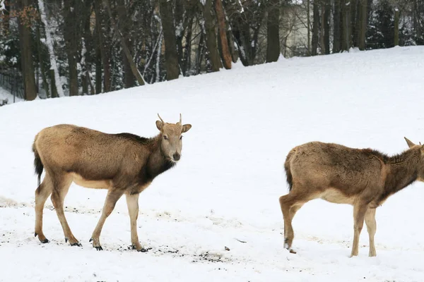 Cerfs Faune Naturelle — Photo