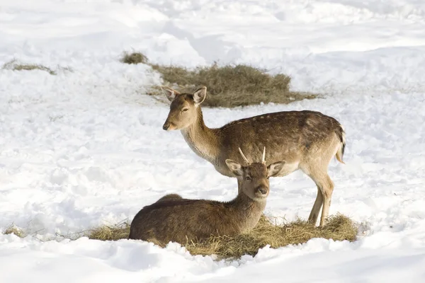 Fallow Deer Forest Animal Nature Fauna — Stock Photo, Image