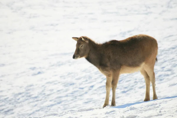 Deer Animal Nature Fauna — Stock Photo, Image