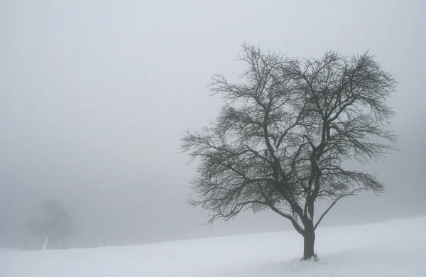 Solo Albero Nella Neve — Foto Stock