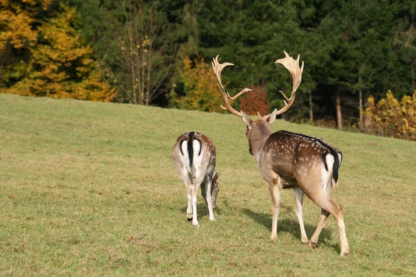 Ciervos Animales Forestales Fauna Naturaleza — Foto de Stock