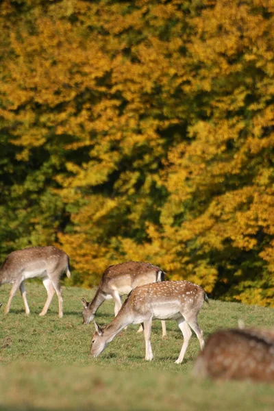 Damhirsche Waldtiere Naturfauna — Stockfoto