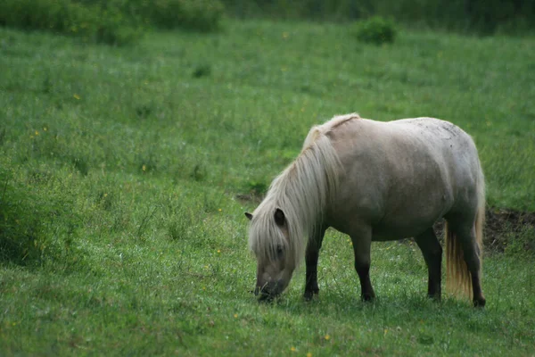 Pferd Auf Der Weide — Stockfoto