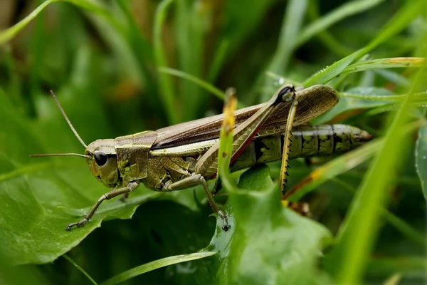 Nahaufnahme Von Wanzen Der Wilden Natur — Stockfoto