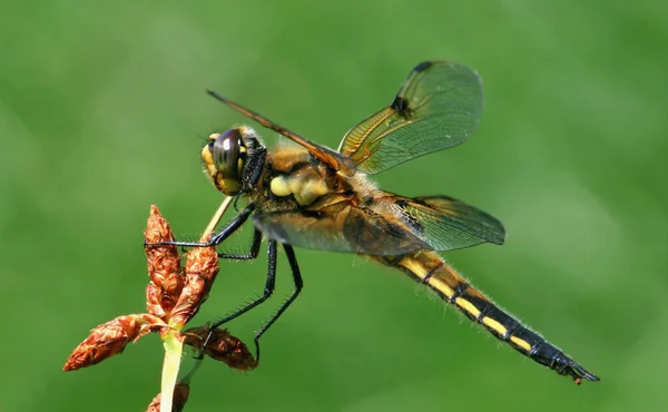 Odonata Vážný Hmyz Flóra Fauna — Stock fotografie