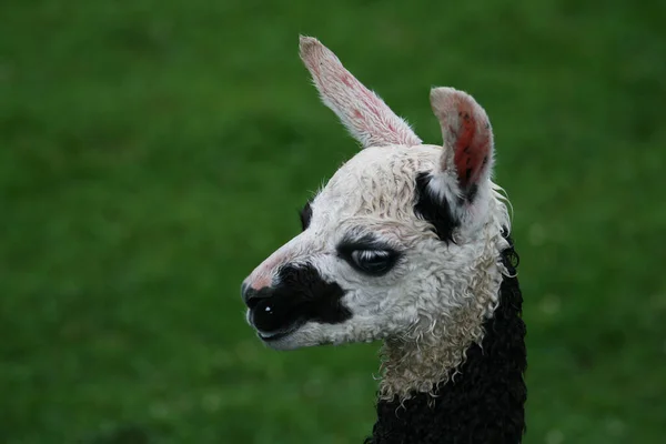 Närbild Djur Zoo — Stockfoto