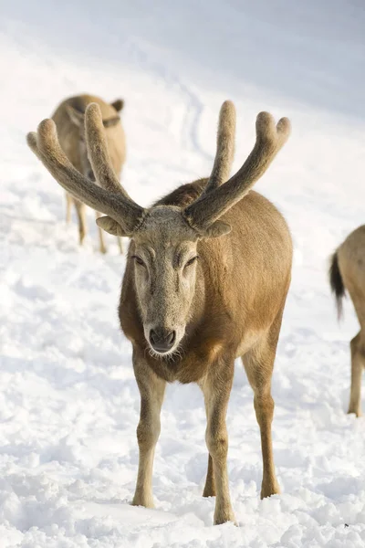 Jelení Zvěř Přírodní Fauna — Stock fotografie