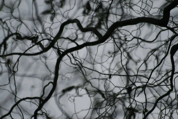 Silhouette Eines Baumes Mit Schwarzem Hintergrund — Stockfoto