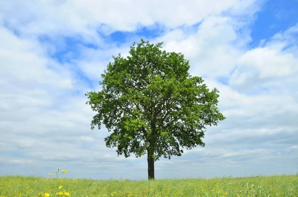 Samotne Drzewo Polu Rolniczym — Zdjęcie stockowe