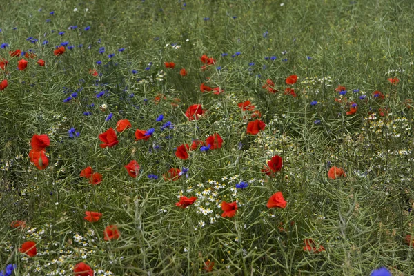 Flores Diferentes Foco Seletivo — Fotografia de Stock