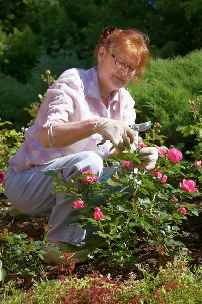 Starší Žena Prořezávání Růže Keř — Stock fotografie