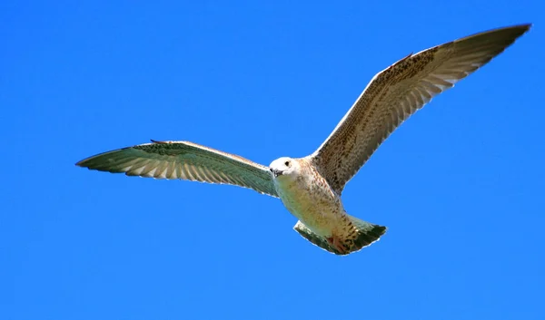 Vista Panorâmica Belas Aves Gaivotas Natureza — Fotografia de Stock
