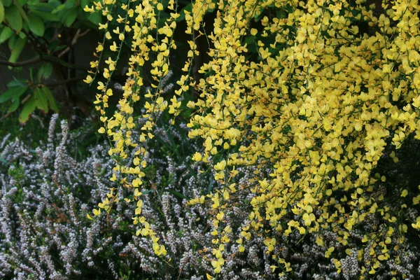 Yellow Flowers Garden — Stock Photo, Image