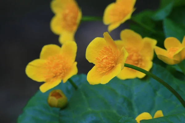 Žluté Květy Zahradě — Stock fotografie