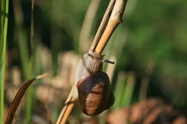 カタツムリのらせんポマティア無脊椎動物軟体動物 — ストック写真