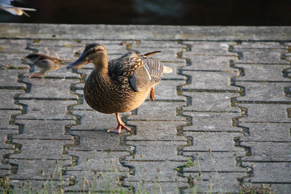 Duck Sidewalk — Stock Photo, Image