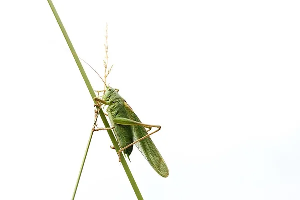 Close Bug Natureza Selvagem — Fotografia de Stock