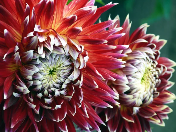 Крупним Планом Червона Квітка Далії — стокове фото