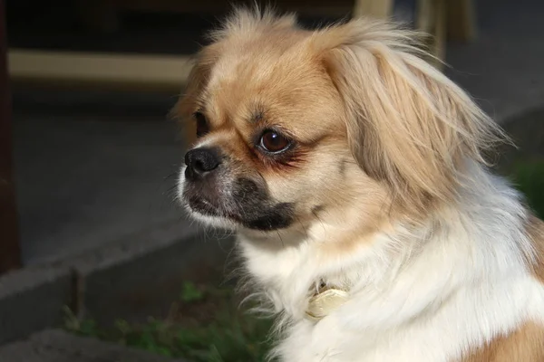 Portret Van Een Schattige Hond — Stockfoto