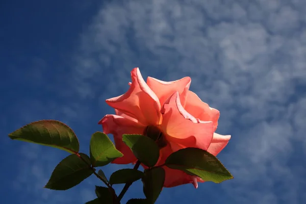 Rosa Rose Devant Ciel — Photo