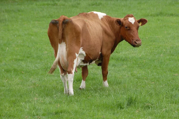 Kühe Auf Dem Feld — Stockfoto
