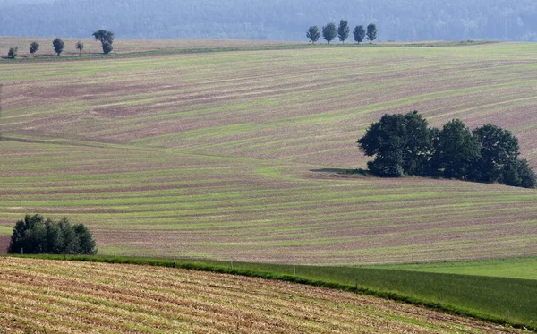 Landschap Veld Planten Natuur Flora — Stockfoto