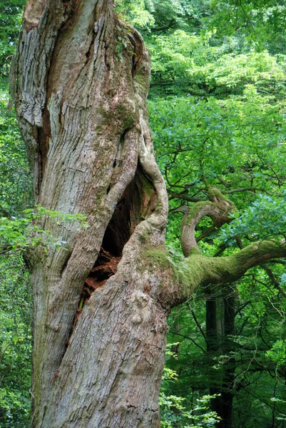 Tree Roots Forest — Stock Photo, Image