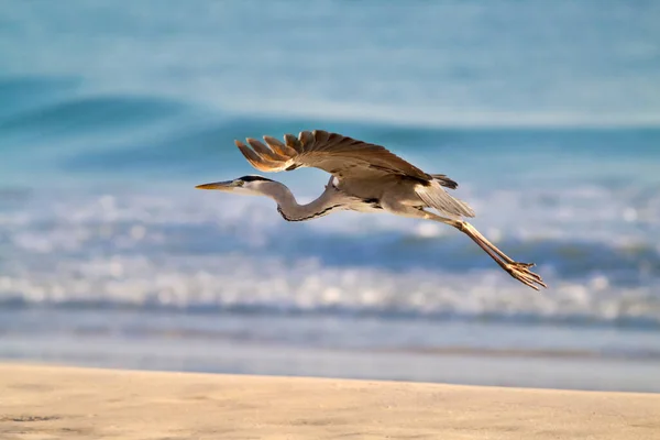 Vacker Utsikt Över Heron Fågel Naturen — Stockfoto