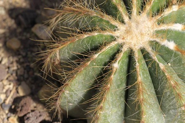 Notocactus Magnificus Zbliżeniu — Zdjęcie stockowe