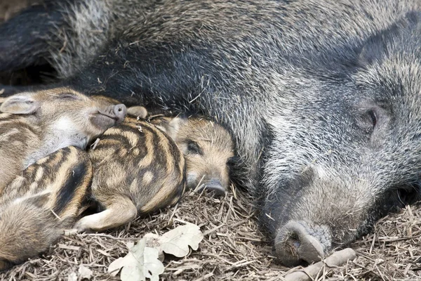 Nahaufnahme Eines Schlafenden Schweins — Stockfoto