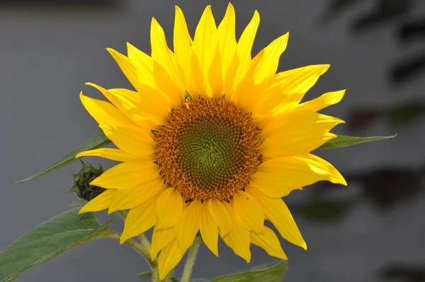 Barva Žlutá Hnědá Květiny Šťastný Heider Slunce Příroda — Stock fotografie
