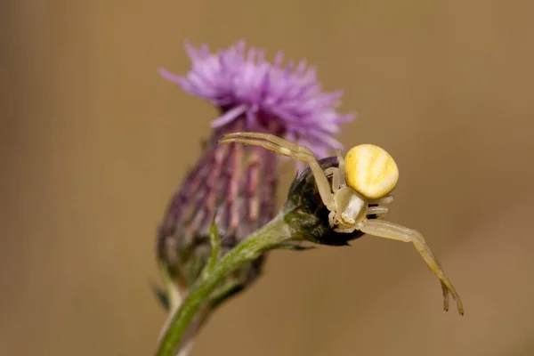 Krabbenspinne Insektenflora — Stockfoto