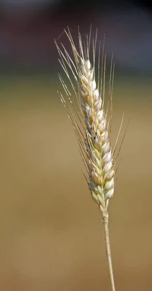 Уши Кукурузы Сельскохозяйственное Поле — стоковое фото